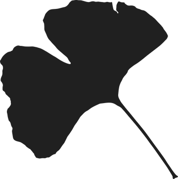 Ginkgo biloba "Mariken"